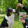 Lifestyle: Border Kolie sedí a čeká na pamlsek Akinu Masíčka Kuřecí stripsy, park, ruka majitele nabízí pamlsek