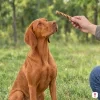Lifestyle: maďarský ohař sedí na louce u parku, ruka majitele mu podává tyčinku z přírodní kroucené kůže 12,5 cm (204885). Bez obalu.