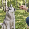 Lifestyle: sibiřský husky sedí v parku s břízami, ruka majitele mu podává vícebarevnou žvýkací tyčinku 12,5 cm (204042). Bez obalu.