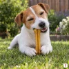 Lifestyle: jack russell teriér leží na trávě na zahradě, drží v tlapkách buvolí kost 12 cm (204049) a okusuje ji. Tvar podle produktové fotky z Baselinkeru. Bez obalu.