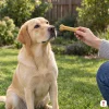 Lifestyle: žlutý labrador sedí na trávě na zahradě, ruka majitele mu podává buvolí kost 16 cm (204045). Bez obalu, denní světlo.