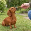 Lifestyle: trpasličí jezevčík sedí na trávě u zahradní cesty, ruka majitele mu podává malou buvolí kost 8 cm (204048). Bez obalu.
