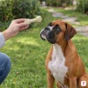 Lifestyle: boxer sedí na trávě u kamenné cesty, ruka majitele mu podává bílý uzel z buvolí kůže 15 cm (204051). Bez obalu.