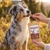 Lifestyle Králík jerky 176304 – australský ovčák, příroda (podzimní louka), ruka podává pamlsek. Vitality pravidla.