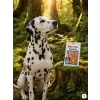 SKU 176247 lifestyle scéna 3/4 — Dalmatin v mechovém lese, varianta 2