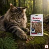 Lifestyle scéna 3 — Maine Coon, mechový les, lovecká elegance — varianta 1/2.