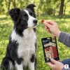 Lifestyle: border kolie sedí v parku a čeká, ruka majitele podává jednu kachní hvězdičku, druhá ruka drží sáček.